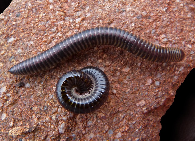 worms