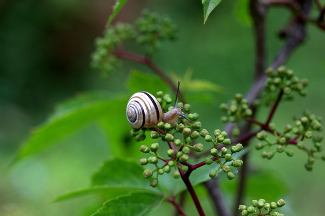 worms-640x480-72155888.jpeg