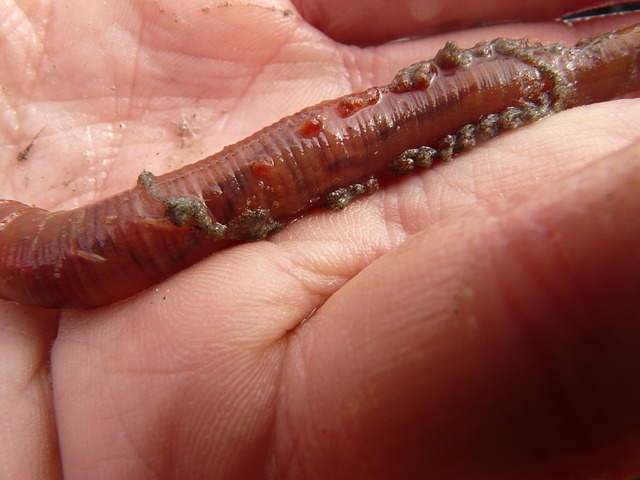worms