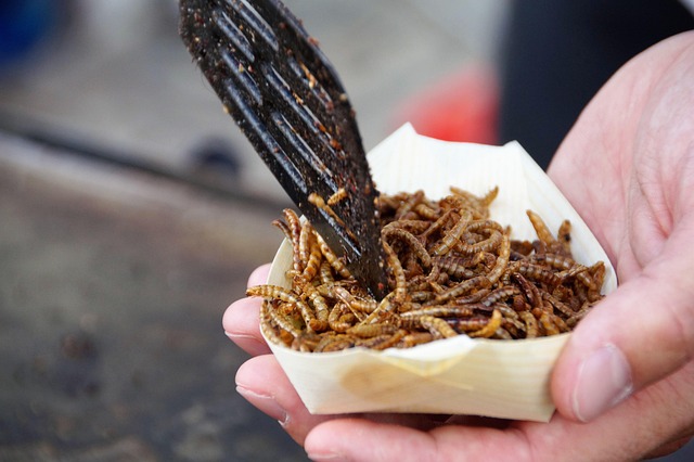 Save Big on High-Quality Dried Mealworms & Peanuts for Bristol Birds!