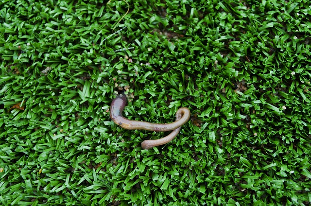 worms