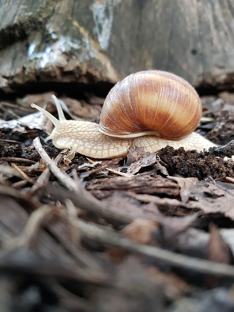 worms