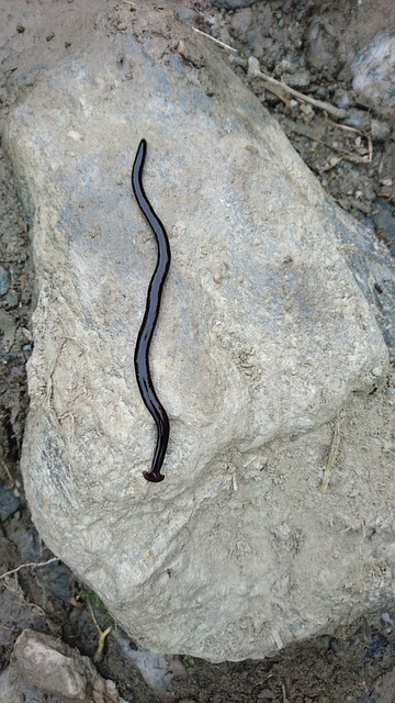 worms