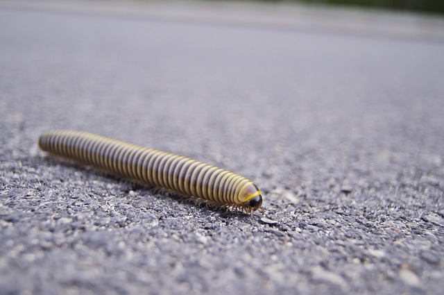 worms