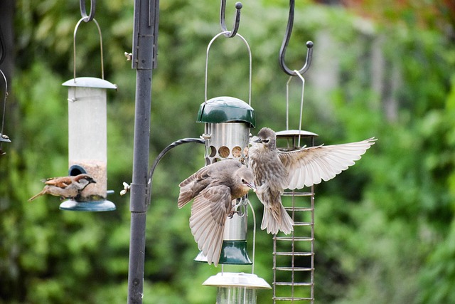 bird feeder