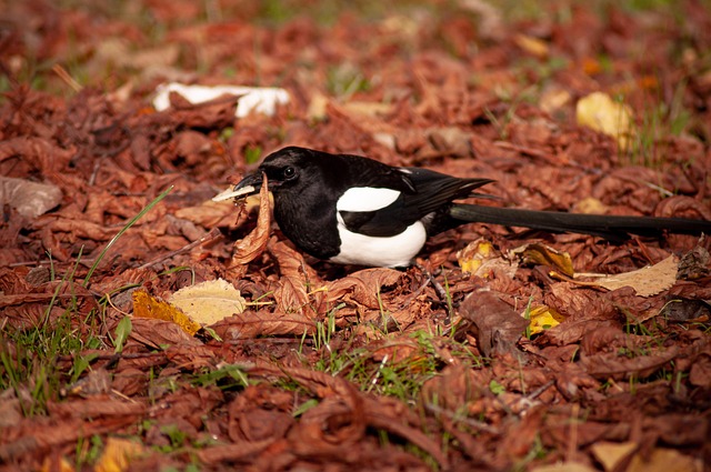 bird feeder