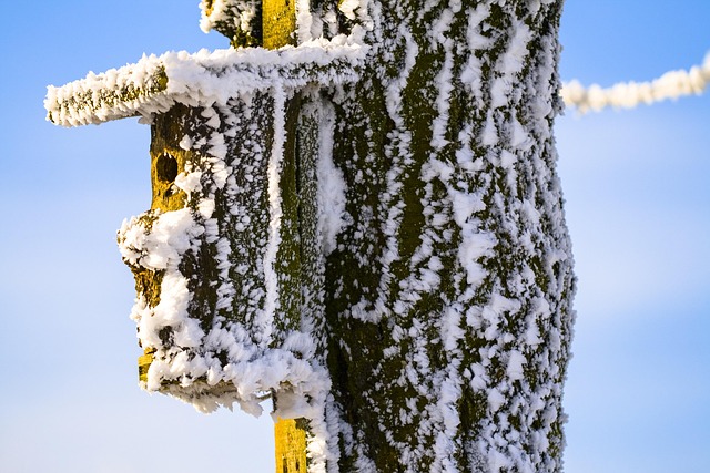 bird feeder