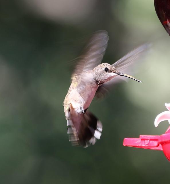 bird feeder