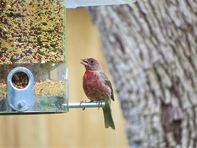 bird feeder