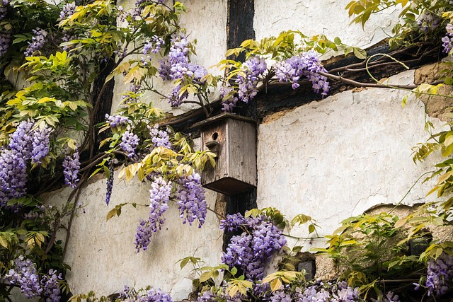 Elevate Your London Backyard: Discover Top-Quality Guardian Bird Feeders with Free Shipping