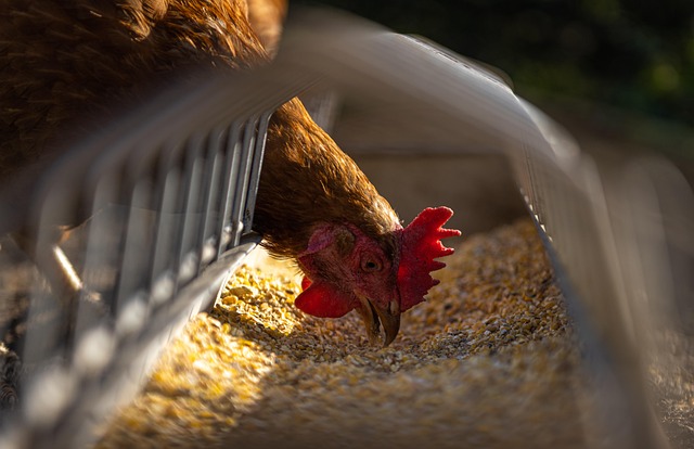 Shield Your Birds from Cold: Top Fat Balls, Sheffield’s Secret Weapon