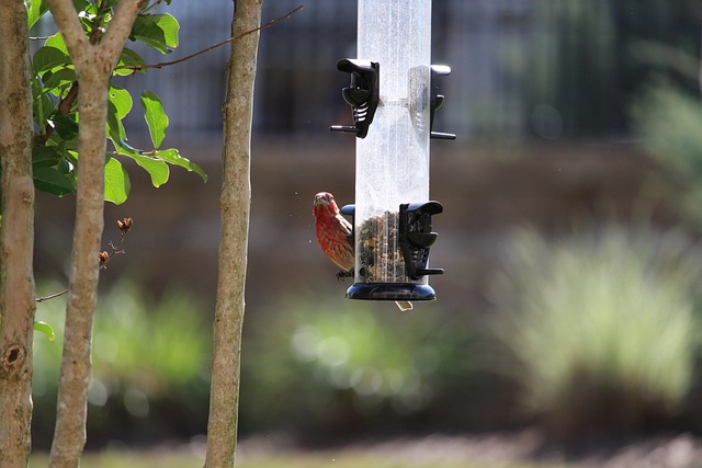 bird feeder