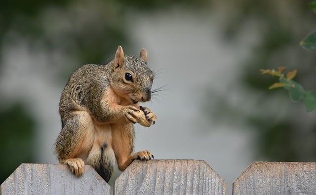 peanuts