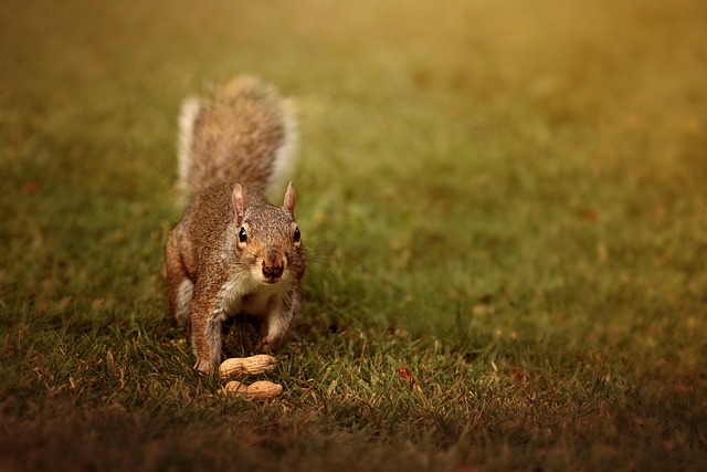 peanuts