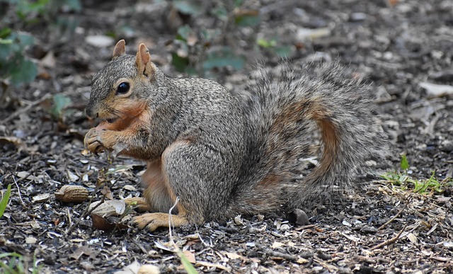 Revolutionize Your Bird Feeding: Keep Squirrels at Bay, Attract More Birds in Liverpool!