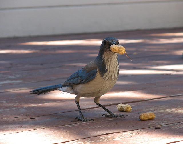 peanuts