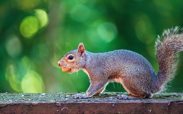 Attract Cardiff Birds Now – Free Peanuts & Stunning New Feeder Design!