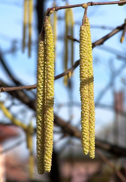 Elevate Your Flock’s Energy: Premium Peanuts for Birds Manchester, Now with Free Shipping!