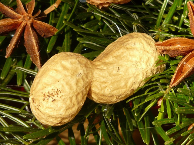 Feed Your Feathered Friends in Cardiff: Free Shipping on Peanut &amp; Seed Suet Feeder!