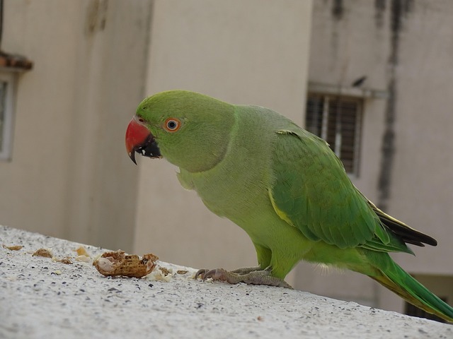 peanuts