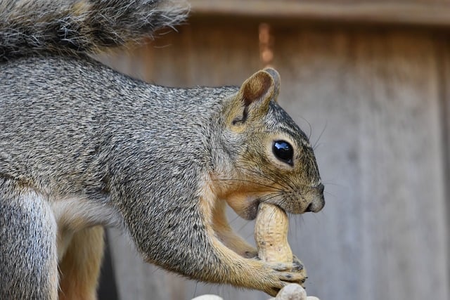 peanuts