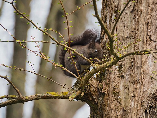 Squirrel Proof, Save Money: Durable Birmingham Bird Feeder for Effortless Peanuts Feeding