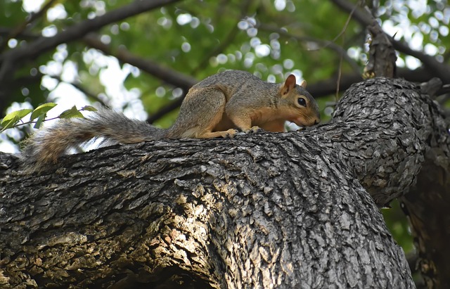 Squirrel-Proof Feeders Leicester: Stock Up on Calcium-Rich Sunflower Seeds & Save