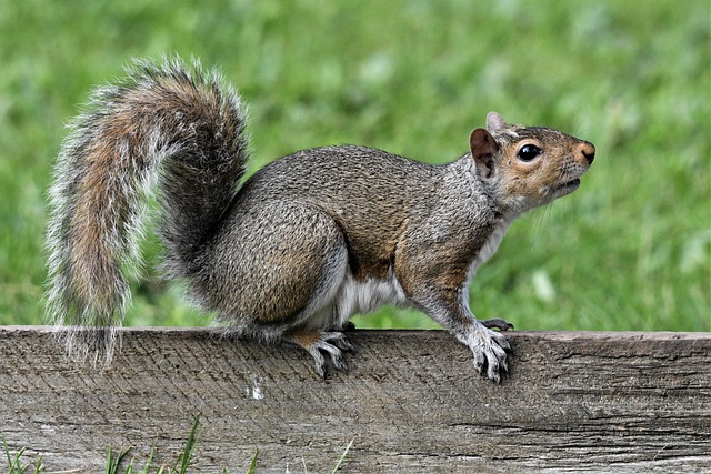 squirrel