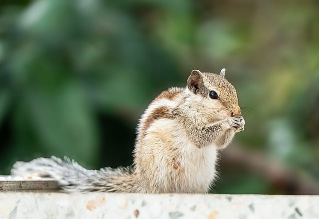 squirrel