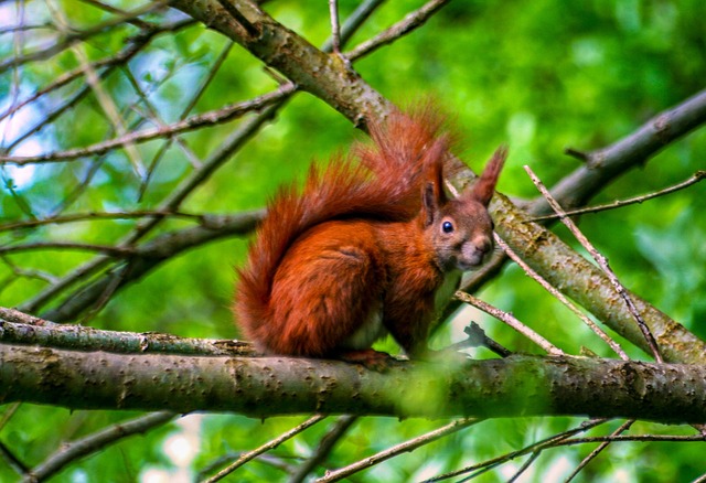 squirrel