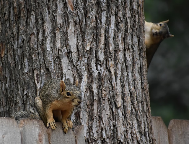 squirrel