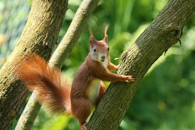 squirrel