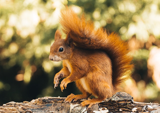 squirrel