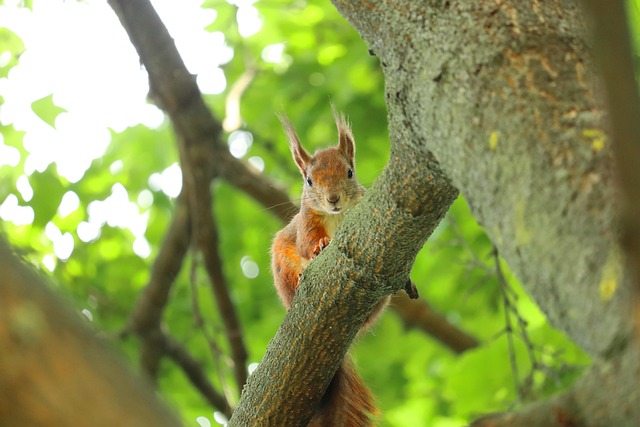 squirrel