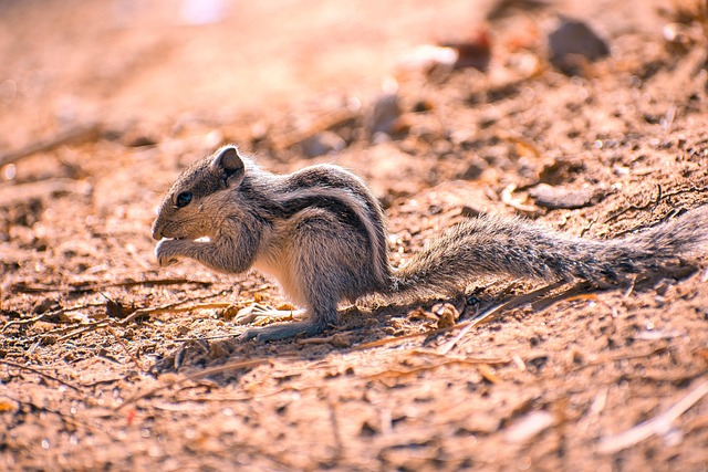 squirrel-640x480-363840.jpeg