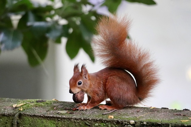squirrel
