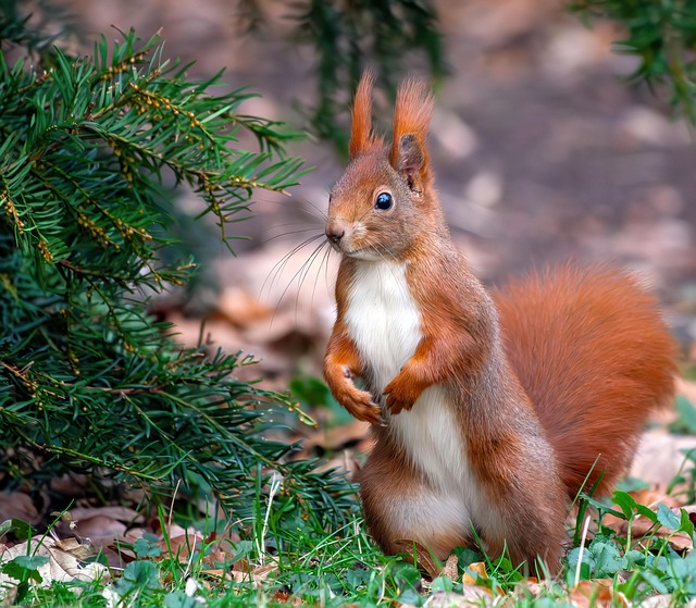 squirrel