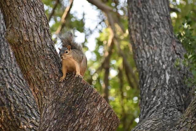 squirrel