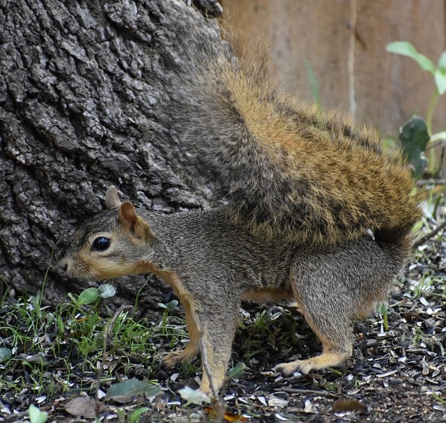 squirrel