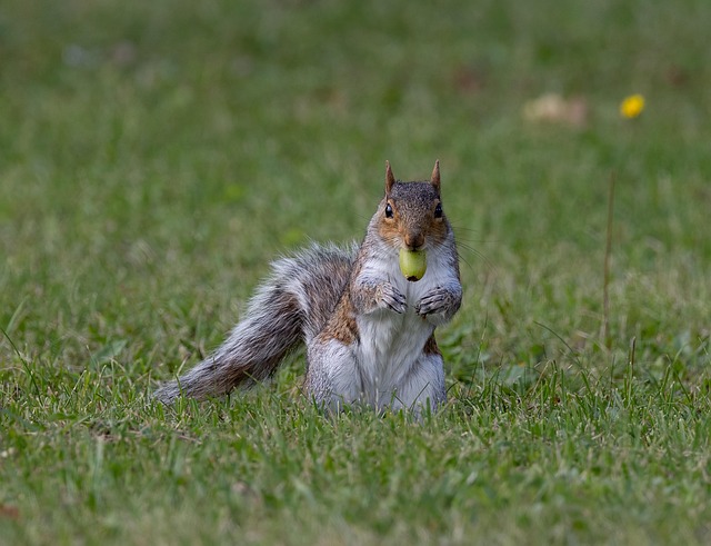 squirrel