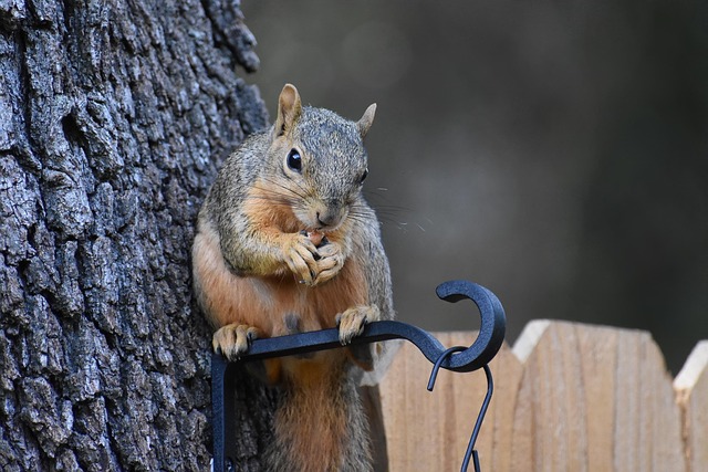 squirrel