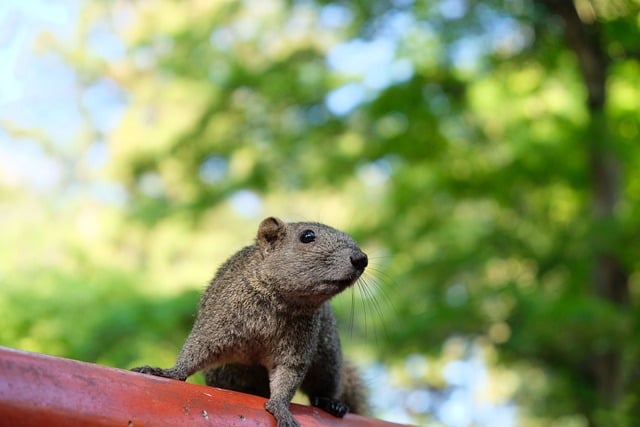 Squirrel Proof Feeder: Easy Leicester Installation, Save Now!