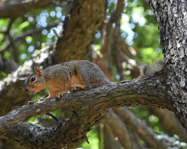 squirrel