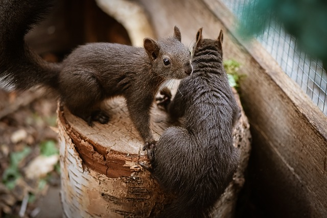 squirrel