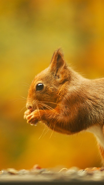 squirrel