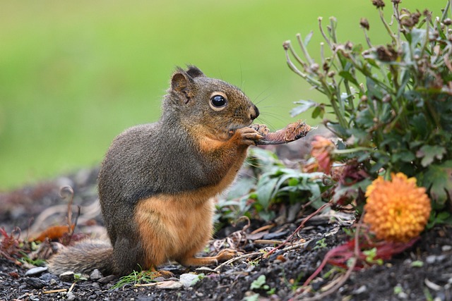squirrel