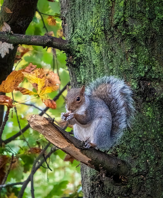 squirrel