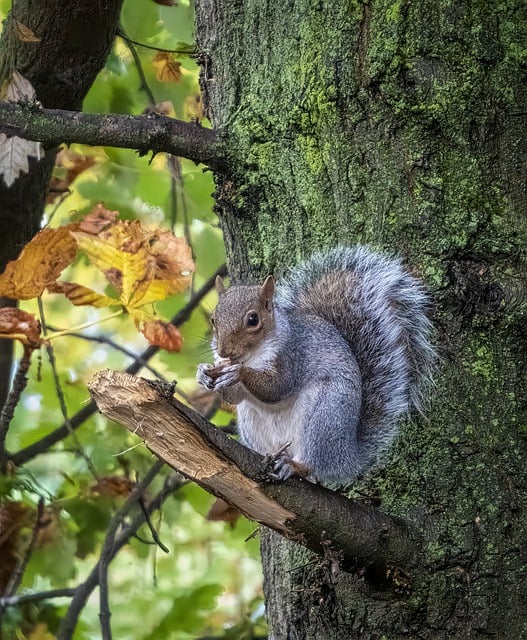 squirrel