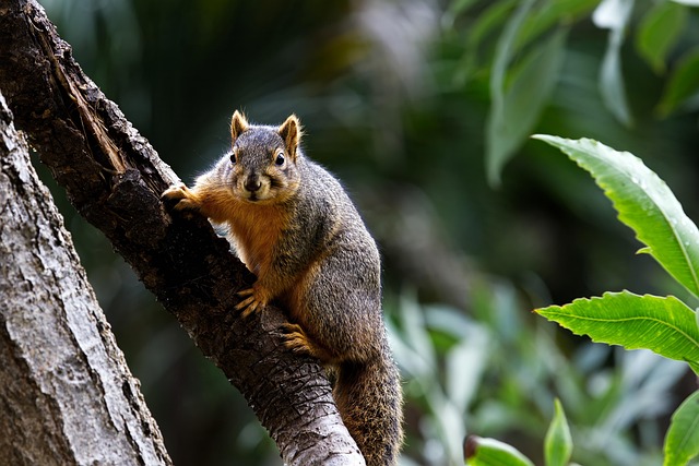squirrel
