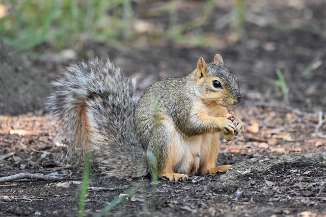squirrel